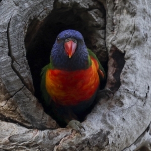 Trichoglossus moluccanus at Higgins, ACT - 9 Nov 2023