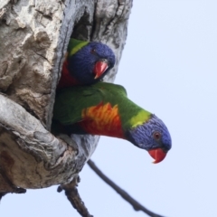 Trichoglossus moluccanus at Higgins, ACT - 9 Nov 2023 04:45 PM