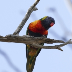 Trichoglossus moluccanus at Higgins, ACT - 9 Nov 2023