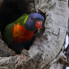 Trichoglossus moluccanus at Higgins, ACT - 9 Nov 2023 04:45 PM