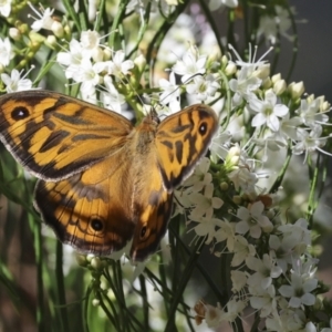 Heteronympha merope at Higgins, ACT - 9 Nov 2023