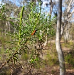 Lycidae sp. (family) (Net-winged beetle) at Stirling Park - 6 Nov 2023 by Ella