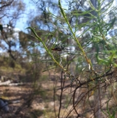 Lycidae sp. (family) at Stirling Park (STP) - 6 Nov 2023