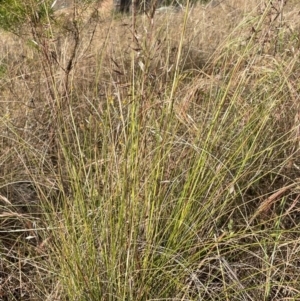 Rytidosperma pallidum at Griffith Woodland - 9 Nov 2023 07:51 PM