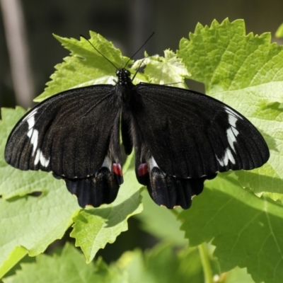 Papilio aegeus (Orchard Swallowtail, Large Citrus Butterfly) at Higgins, ACT - 8 Nov 2023 by AlisonMilton