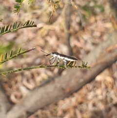 Rhinotia sp. (genus) (Unidentified Rhinotia weevil) at Stirling Park - 6 Nov 2023 by Ella