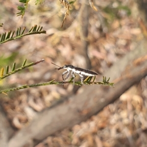 Rhinotia sp. (genus) at Stirling Park (STP) - 6 Nov 2023 05:03 PM