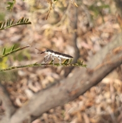 Rhinotia sp. (genus) at Stirling Park (STP) - 6 Nov 2023 05:03 PM