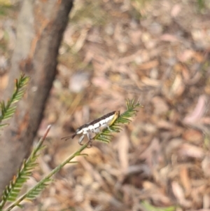 Rhinotia sp. (genus) at Stirling Park (STP) - 6 Nov 2023 05:03 PM