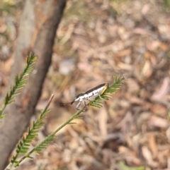 Rhinotia sp. (genus) at Stirling Park (STP) - 6 Nov 2023 05:03 PM