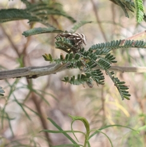 Tortricopsis aulacois at Stirling Park (STP) - 6 Nov 2023 05:05 PM