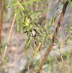 Tortricopsis aulacois at Stirling Park (STP) - 6 Nov 2023 05:05 PM