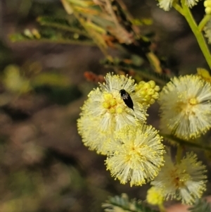 Mordellidae (family) at Stirling Park (STP) - 6 Nov 2023