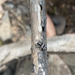 Maratus harrisi (Harris's Peacock spider) at Kosciuszko National Park - 6 Nov 2023 by milliekss