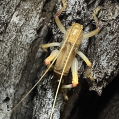 Paragryllacris sp. (genus) (Raspy or Tree cricket) at Mount Ainslie - 7 Nov 2023 by Pirom