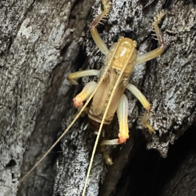Paragryllacris sp. (genus) (Raspy or Tree cricket) at Mount Ainslie - 7 Nov 2023 by Pirom