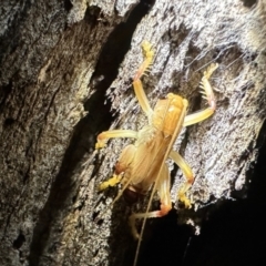 Paragryllacris sp. (genus) at Mount Ainslie - 7 Nov 2023