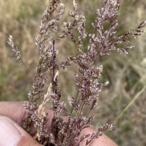 Poa sieberiana at Molonglo River Reserve - 9 Nov 2023