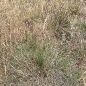 Poa sieberiana at Molonglo River Reserve - 9 Nov 2023