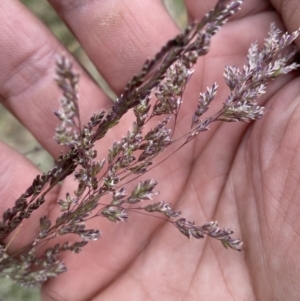 Poa sieberiana at Molonglo River Reserve - 9 Nov 2023 08:55 AM