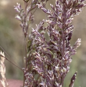 Poa sieberiana at Molonglo River Reserve - 9 Nov 2023 08:55 AM