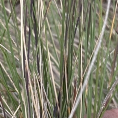 Poa sieberiana at Molonglo River Reserve - 9 Nov 2023