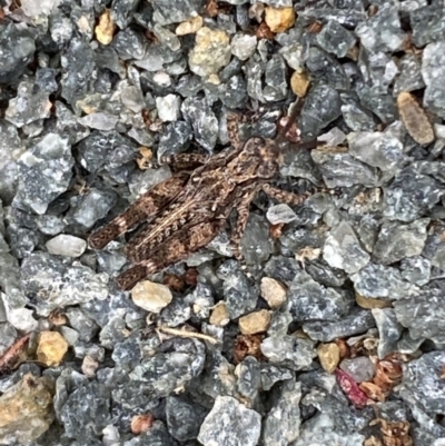 Pycnostictus sp. (genus) (A bandwing grasshopper) at Lower Molonglo - 8 Nov 2023 by SteveBorkowskis