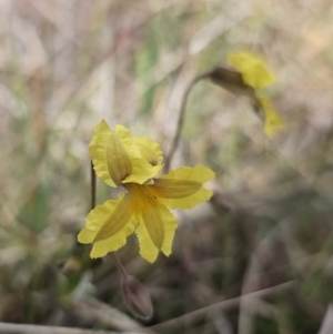 Goodenia paradoxa at Gidleigh TSR - 9 Nov 2023