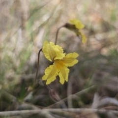 Goodenia paradoxa at Gidleigh TSR - 9 Nov 2023 04:03 PM