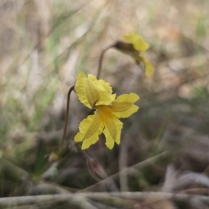 Goodenia paradoxa at Gidleigh TSR - 9 Nov 2023