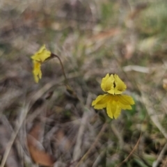 Goodenia paradoxa at Gidleigh TSR - 9 Nov 2023