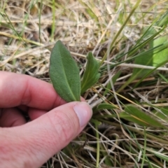 Goodenia paradoxa at Gidleigh TSR - 9 Nov 2023 04:03 PM