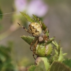 Salsa fuliginata (Sooty Orb-weaver) at QPRC LGA - 9 Nov 2023 by Csteele4