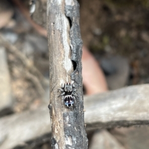 Maratus harrisi at Kosciuszko National Park - 6 Nov 2023