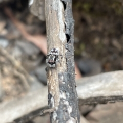 Maratus harrisi (Harris's Peacock spider) at Kosciuszko National Park - 6 Nov 2023 by milliekss