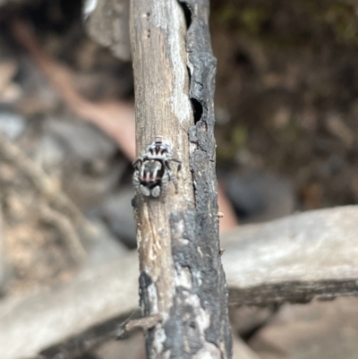 Maratus harrisi (Harris's Peacock spider) at Yarrangobilly, NSW - 6 Nov 2023 by milliekss