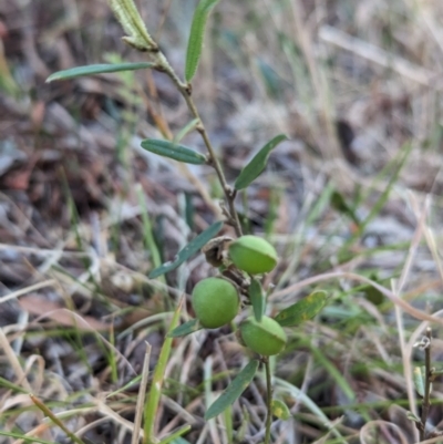 Hovea heterophylla (Common Hovea) at Belconnen, ACT - 6 Nov 2023 by CattleDog