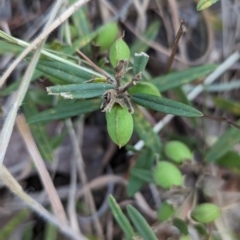 Hovea heterophylla at Belconnen, ACT - 7 Nov 2023 07:42 AM