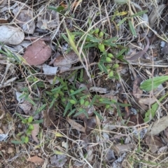 Hovea heterophylla at Belconnen, ACT - 7 Nov 2023 07:42 AM