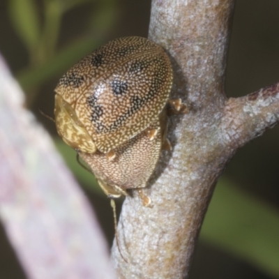 Paropsis atomaria (Eucalyptus leaf beetle) at McKellar, ACT - 6 Nov 2023 by AlisonMilton