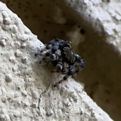 Maratus griseus (Jumping spider) at City Renewal Authority Area - 9 Nov 2023 by Hejor1