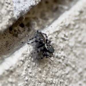 Maratus griseus at City Renewal Authority Area - 9 Nov 2023