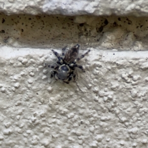 Maratus griseus at City Renewal Authority Area - 9 Nov 2023