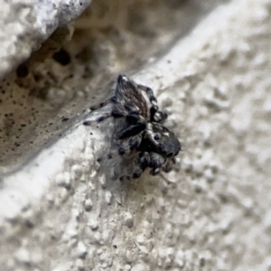 Maratus griseus at City Renewal Authority Area - 9 Nov 2023