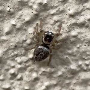 Maratus griseus at City Renewal Authority Area - 9 Nov 2023 06:02 PM