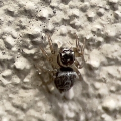 Maratus griseus at City Renewal Authority Area - 9 Nov 2023