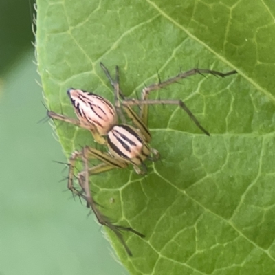 Oxyopes elegans (Elegant Lynx Spider) at City Renewal Authority Area - 9 Nov 2023 by Hejor1