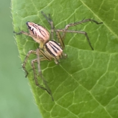 Oxyopes elegans at City Renewal Authority Area - 9 Nov 2023