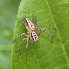 Oxyopes elegans at City Renewal Authority Area - 9 Nov 2023 05:52 PM