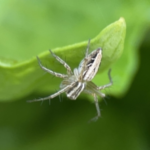 Oxyopes elegans at City Renewal Authority Area - 9 Nov 2023